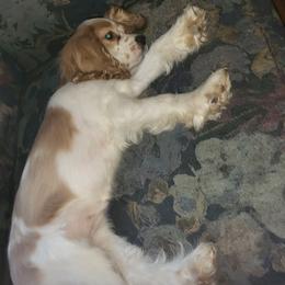 Cocker Spaniel Puppies from Smith's Main Squeeze