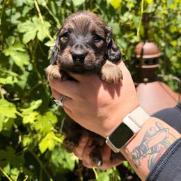 Boy 2 - Red male Dachshund puppy in Santa Rosa, California from Signature Mini Dachshunds