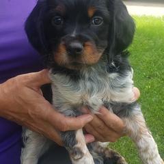 French Brittany Puppies from Dakota Point Kennel