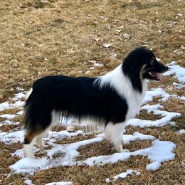 Australian Shepherd Puppies from Highline