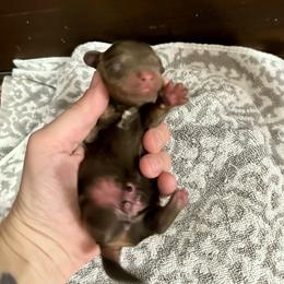 Bashful - Chocolate and tan male Dachshund puppy in Atwood, Oklahoma from Holder’s Doxie Farm