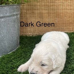 Dark Green - Light golden male Golden Retriever puppy in Silverton, Oregon from Silver Morning Farm