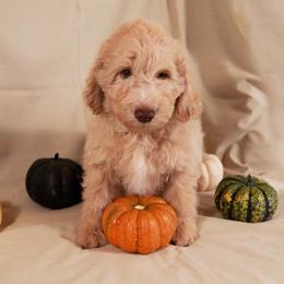 Apollo - Cream male Aussiedoodle puppy in Colonial Beach, Virginia from Bristol Mine Kennels