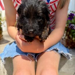 Rush- Yellow collar - Black and red male German Shepherd puppy in Ronan, Montana from Semper Fi K9 Montana