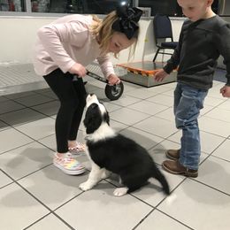 Border Collie Puppies from Gold Creek Ranch Border Collies