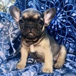 French Bulldogs from F&M Frenchie's