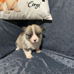 Tater tot - Sable female Pembroke Welsh Corgi puppy in Urbana, Ohio from Edgewood Farm and Kennel