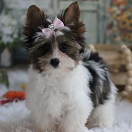 Jill - Parti female Yorkshire Terrier puppy in Hughesville, Missouri from Puppykiss4u