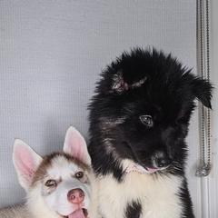 Siberian Husky Puppies from Springfield Huskies