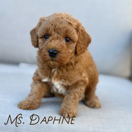 Daphne - Red  female Goldendoodle puppy in Sacramento, California from Dandy Doodles Goldendoodles