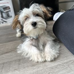Kash - Yorkshire Terrier