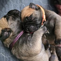 Violet - Red fawn female Bullmastiff puppy in South Attleboro, Massachusetts from Bessettes Bullies