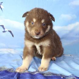 Autumn - Alaskan Malamute puppy in Independence, Virginia from New River Valley Malamutes