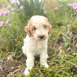 Cupid - Parti male Goldendoodle puppy in Pittsburg, Texas from Grace Springs Goldendoodles