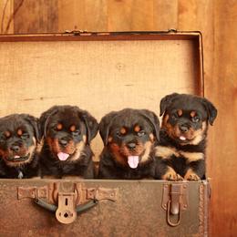 Rottweiler Puppies from Sharp Ridge Rottweilers