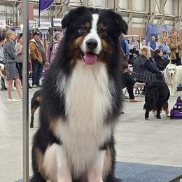 Phoenyx - Australian Shepherd