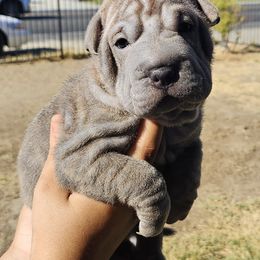 Chinese Shar-Pei Puppies from Cashmerewrinkles