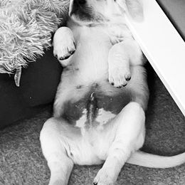 Labrador Retriever Puppies from Lucky Ranch Labradors