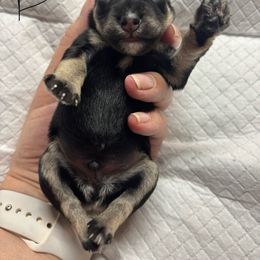 B1 - Black and silver male Miniature Schnauzer puppy in Sugar Land, Texas from Ana's Black & Silver Schnauzers