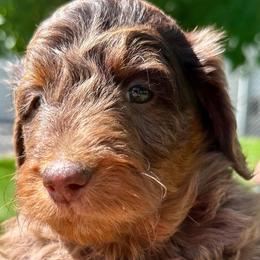 Kentucky Boy - Chocolate merle male Bernedoodle puppy in Horseshoe Bend, Idaho from Over the Moon Poodles and Doodles