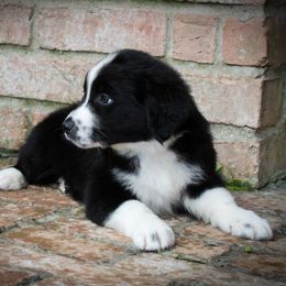 Australian Shepherd Puppies from Forte Australian Shepherds & Co.