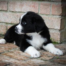 Australian Shepherd Puppies from Forte Australian Shepherds & Co.