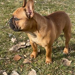 French Bulldog puppies from Montana Made Frenchies