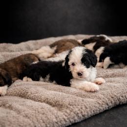 Harp - Black and white female Sheepadoodle puppy in Rocky Point, North Carolina from CelticDoods