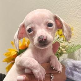 Sally - Piebald female Dachshund puppy in Moreno Valley, California from Purpleheart_doxiess