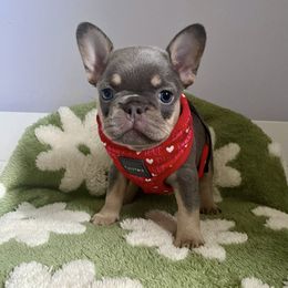 Girl 2 - female French Bulldog puppy in Woodhaven, Michigan from Maldonado Frenchies