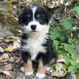 Charlie - Black tri-color male Australian Shepherd puppy in Grants Pass, Oregon from Carmel Mountain Aussies