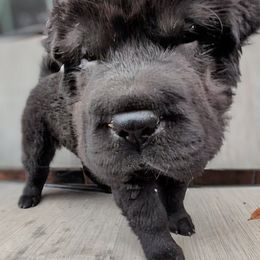Boy 2 - Black male Chinese Shar-Pei puppy in Autryville, North Carolina from T&D'S Razen Wrinkles Shar-pei