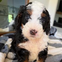 Blue Boy - Tri-color male Bernedoodle puppy in Fort Gibson, Oklahoma from Waggle Doodles