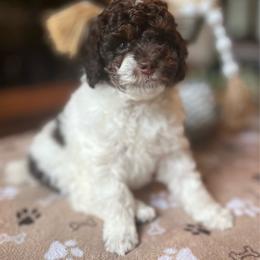 Mocha - Parti male Poodle puppy in Nixa, Missouri from Foxtrot Farm Poodles