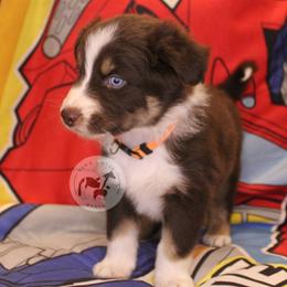 Ironhide - Red tri-color male Australian Shepherd puppy in Colorado Springs, Colorado from Dawn 2 Dusk Ranch