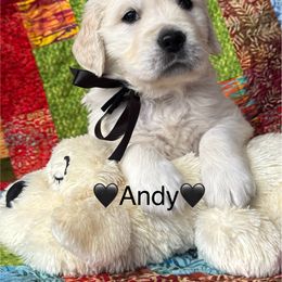 Male Pick 3 - Light golden male Golden Retriever puppy in Greensboro, North Carolina from Lewis Goldens