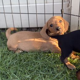 Dachshund Puppies from Carranza Puppy Farm