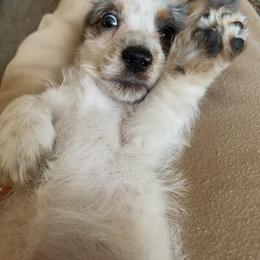Dachshund Puppies from LPS weenies