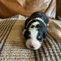 Cosmo - Tri-color male Bernedoodle puppy in Arabi, Georgia from Huckadoodle Farm