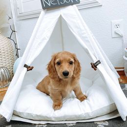 Girl 2 - Red Dachshund puppy in Alpine, California from Christie's Doxies