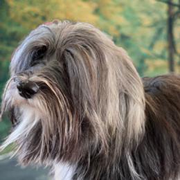 Joy - Havanese