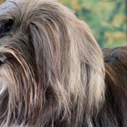 Joy - Havanese