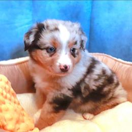 Linus - Blue merle male Miniature Australian Shepherd puppy in Macomb, Missouri from Faunus Farms and Aussies