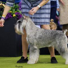 Miniature Schnauzers and Standard Schnauzers from Braveheart Standard Schnauzers