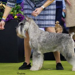 Miniature Schnauzers and Standard Schnauzers from Braveheart Standard Schnauzers