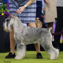 Miniature Schnauzers and Standard Schnauzers from Braveheart Standard Schnauzers