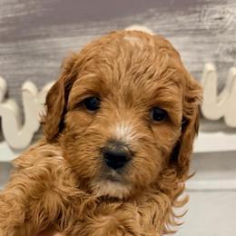 Sneezy - Red  female Goldendoodle puppy in Bradenton, Florida from Christianna’s Mini Goldendoodles
