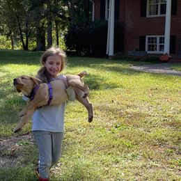 Labrador Retriever Puppies from Spring Water Labs of the Carolinas