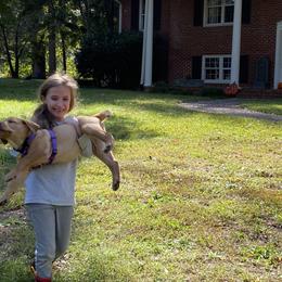 Labrador Retriever Puppies from Spring Water Labs of the Carolinas