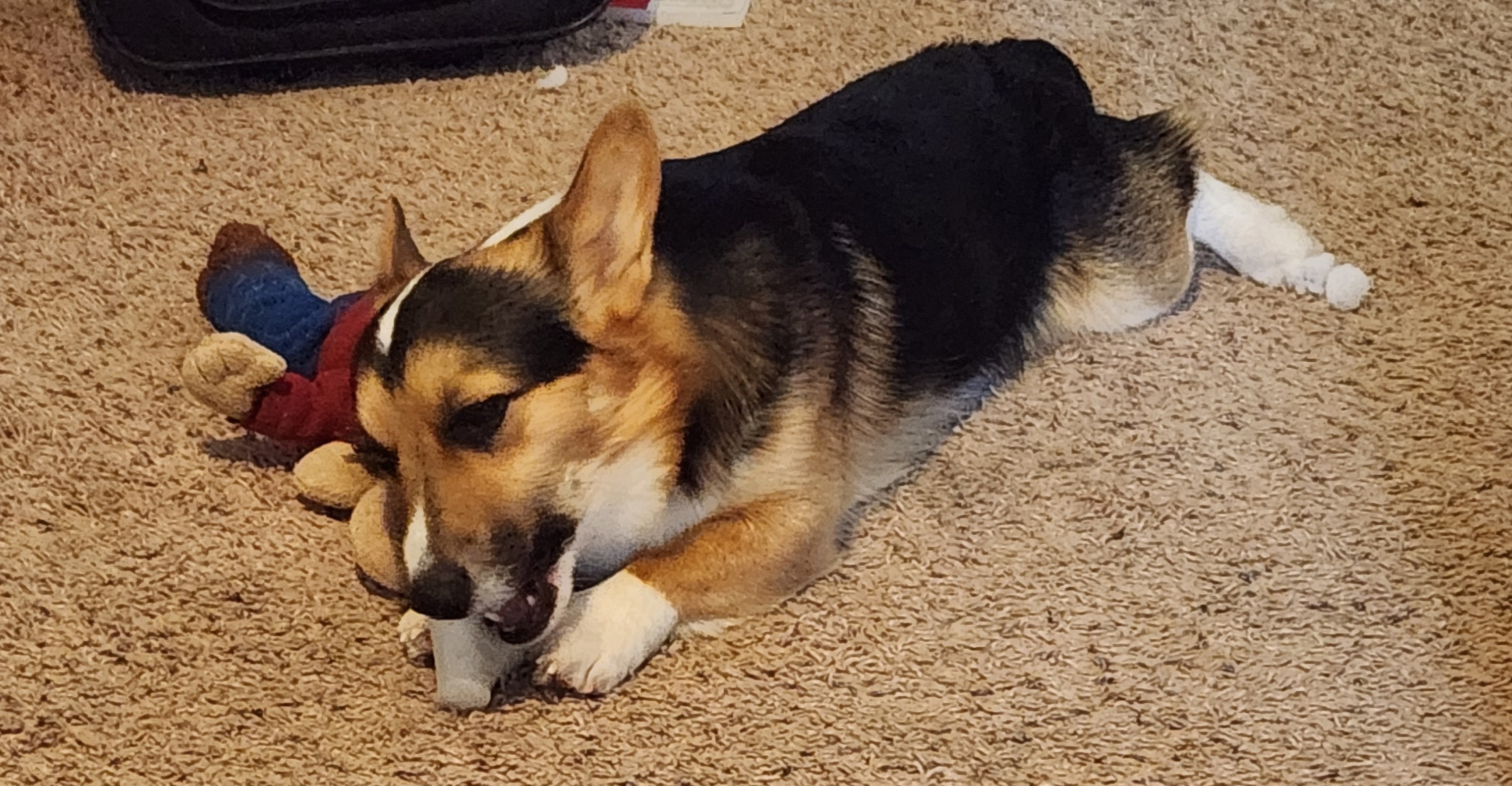 Leo - Pembroke Welsh Corgi